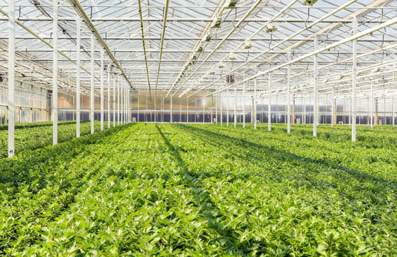 Smart Agriculture Solution